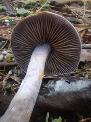 Thaxterogaster submagellanicus