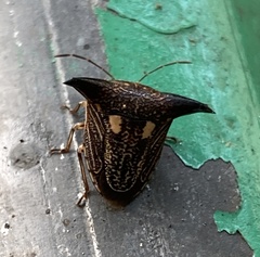 Alcimocoris coronatus