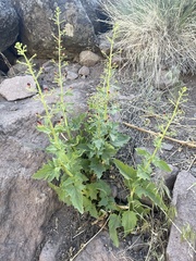 Scrophularia desertorum