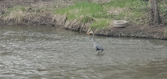 Ardea herodias