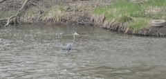 Ardea herodias