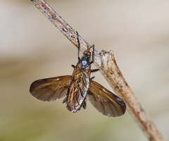 Empis borealis