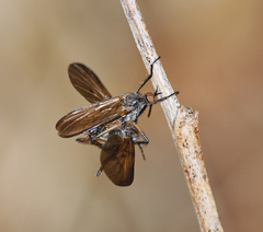Empis borealis
