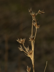 Cladium mariscoides