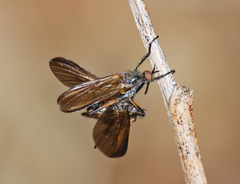 Empis borealis
