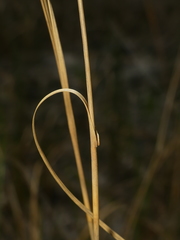 Cladium mariscoides