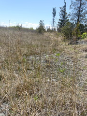 Cladium mariscoides