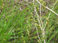 Carex hormathodes