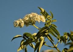 Sambucus australis