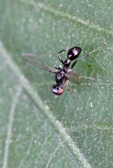 Dicranosepsis