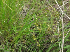 Carex hormathodes