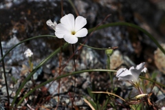 Linanthus dichotomus
