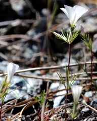 Linanthus dichotomus