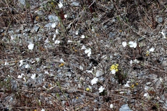 Linanthus dichotomus