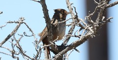 Melozone crissalis
