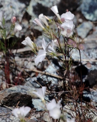 Linanthus dichotomus