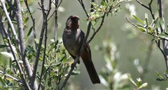 Melozone crissalis