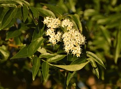 Sambucus australis