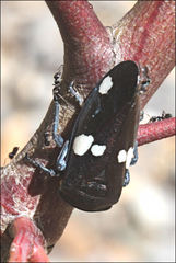 Eurymela fenestrata