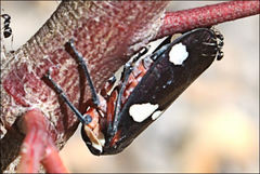 Eurymela fenestrata