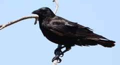 Corvus brachyrhynchos