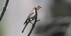 Haemorhous mexicanus
