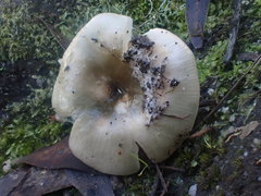 Russula iterika