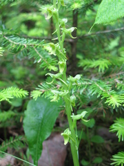 Platanthera hookeri