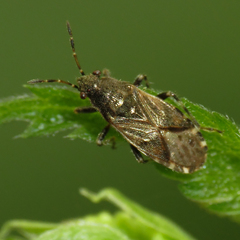 Heterogaster behrensii