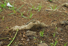 Trachylepis maculilabris