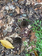 Combretum rotundifolium