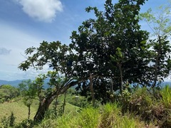 Psidium friedrichsthalianum