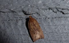 Planotortrix notophaea
