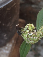 Frieseomelitta nigra