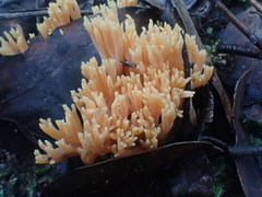 Ramaria anziana