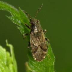 Heterogaster behrensii