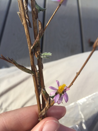iNaturalist observation photo of California Aster