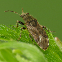 Heterogaster behrensii