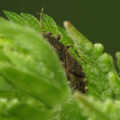 Heterogaster behrensii