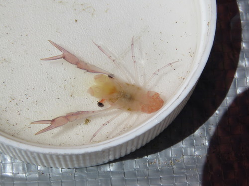 Grimothea gregaria