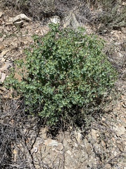 Tithymalus