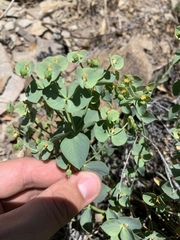Tithymalus