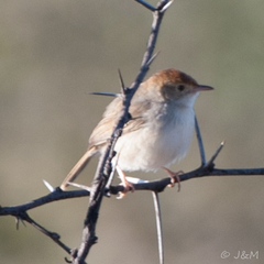 Cisticola fulvicapilla