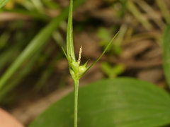 Carex jamesii