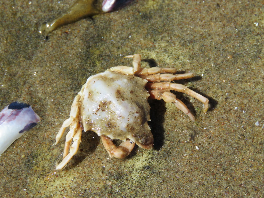 Leucippa pentagona
