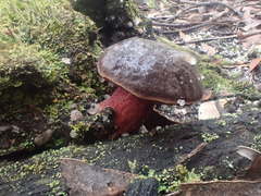 Boletus tasmanicus