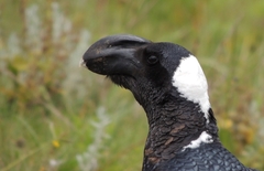 Corvus crassirostris