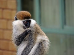 Chlorocebus aethiops