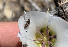 Acmaeodera quadrivittatoides