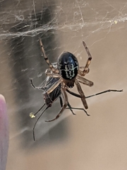 Steatoda nobilis